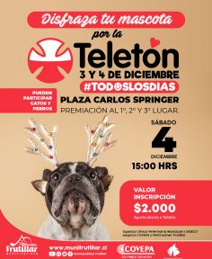 Disfraza a tu mascota